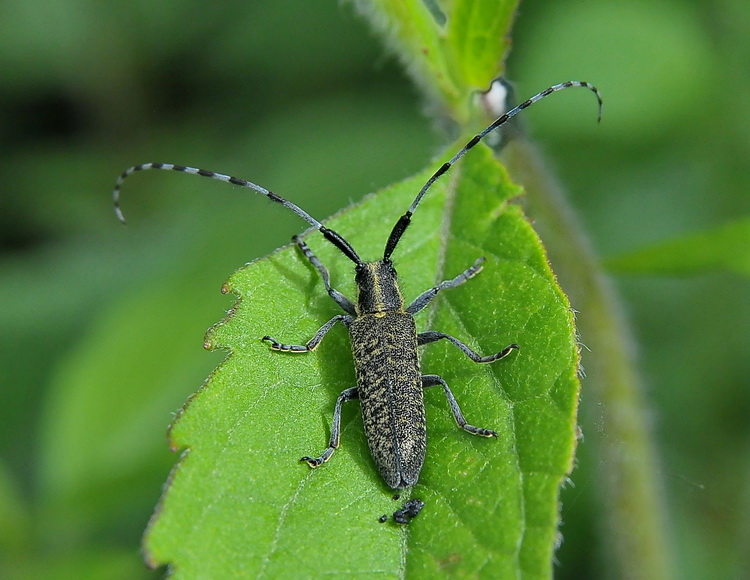 Agapanthia villosoviridescens